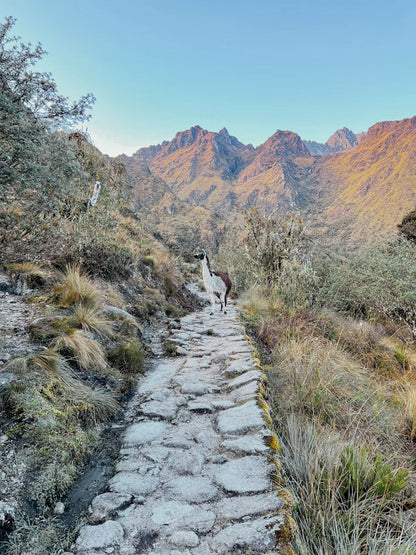 Llama walking on a stone path in a mountainous landscape