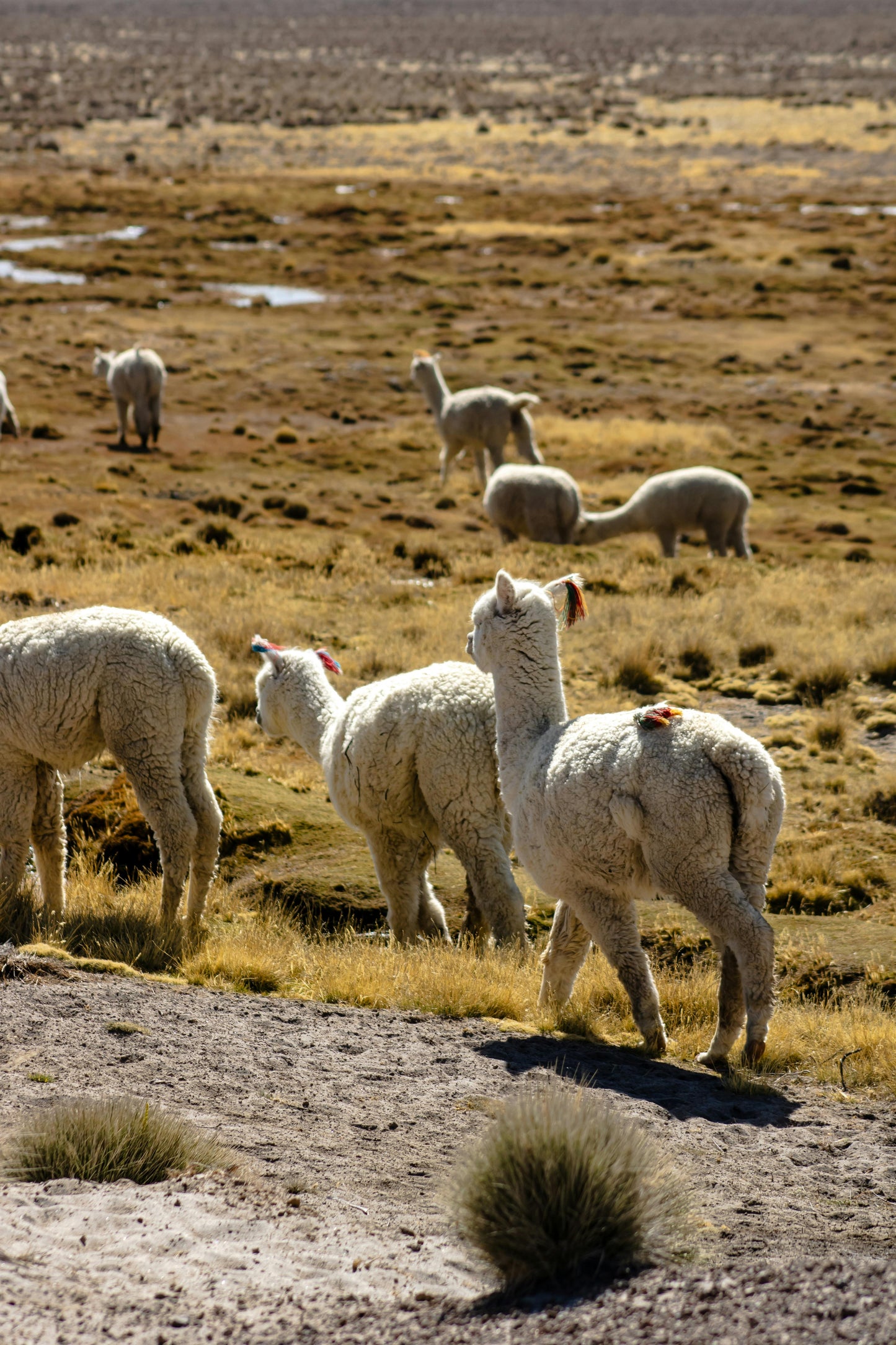 12-Day Andes Running Retreat – Arequipa Marathon & Mountain Trails