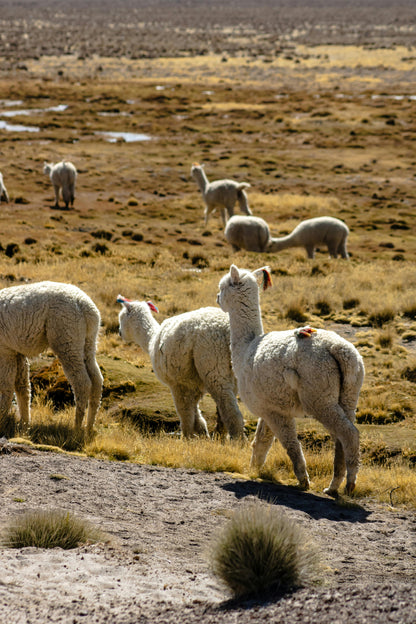 12-Day Andes Running Retreat – Arequipa Marathon & Mountain Trails