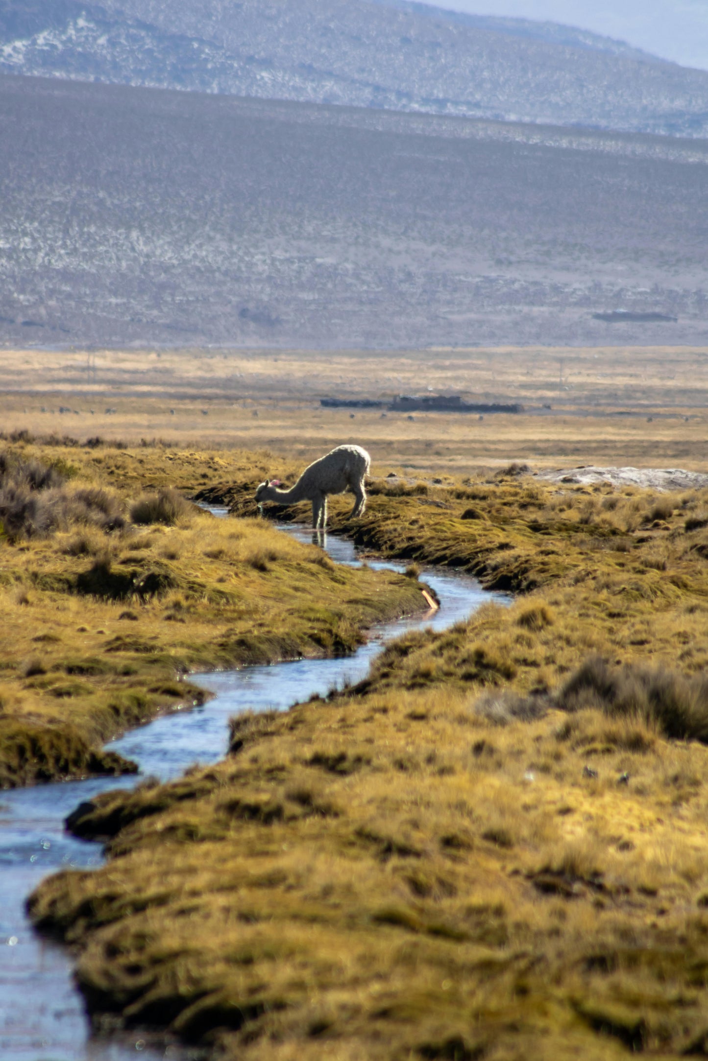 12-Day Volcano Majesty Trek – Luxury Hiking Across Arequipa’s Peaks